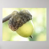 Acorn Posters