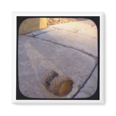 acorn shell magnets by kinymccarrick