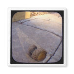 acorn shell magnets