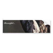 Acorn Woodpecker Bumper Sticker