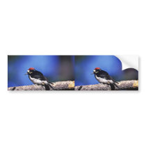 Acorn Woodpecker Bumper Sticker