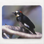 Acorn Woodpecker Mouse Pads