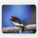 Acorn Woodpecker Mouse Pads