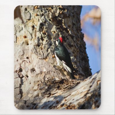 Acorn Woodpecker Mouse Pad by jeanro