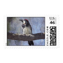 Acorn Woodpecker Postage Stamps by Granny_Pats_Gifts Acorn Woodpecker Postage Stamps