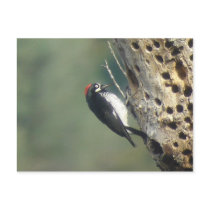 Acorn Woodpecker Postcard