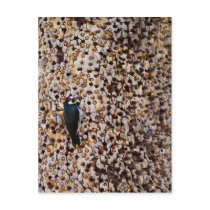 Acorn Woodpecker Post Card