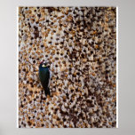Acorn Woodpecker Posters