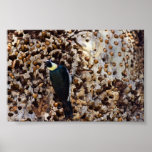 Acorn Woodpecker Posters