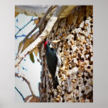 Acorn Woodpecker Posters
