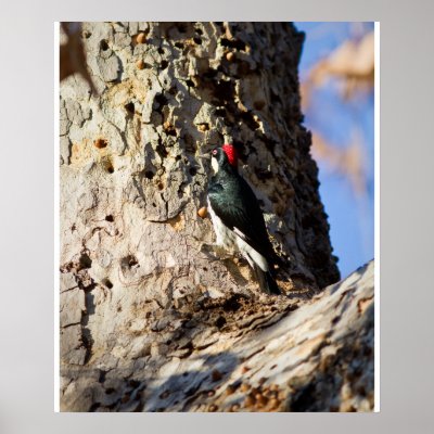 Acorn Woodpecker Print by jeanro
