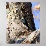 Acorn Woodpecker Posters