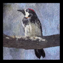 Acorn Woodpecker Posters and Prints