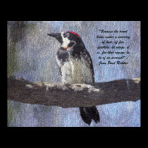 Acorn Woodpecker Prints and Posters