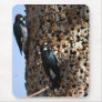 Acorn Woodpeckers Mousepads