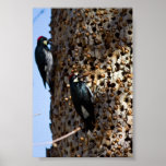 Acorn Woodpeckers Posters