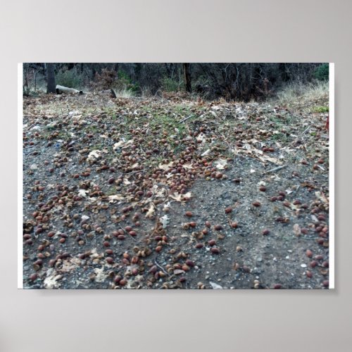 Acorns In The San Bernardino Mountains Poster print
