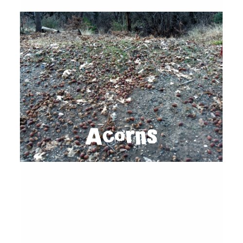 Acorns Shirt zazzle_shirt