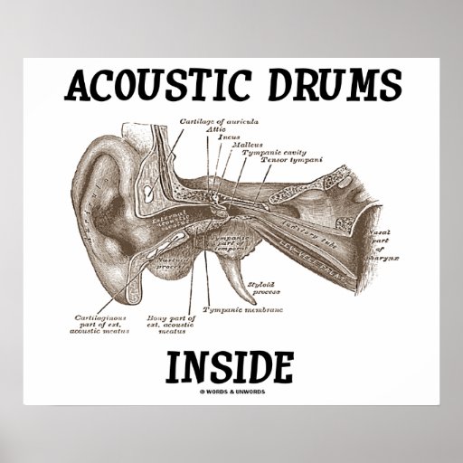 Acoustic Drums Inside (Anatomy Of Human Ear) Poster Zazzle