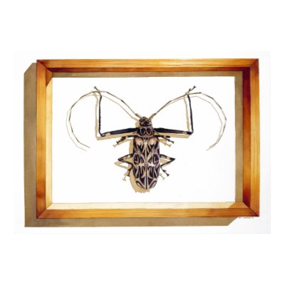 "Acrocinus longimanus" Insect Watercolor Posters by PaulJacksonart