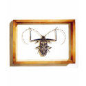 "Acrocinus longimanus" Insect Watercolor t-shirts