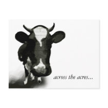 "Across the Acres" Holstein Cow Postcard