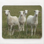 Acting Like Sheep Mousepad