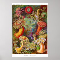 Actiniae (anemone) print
