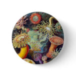 Actiniae illustration painting Germa Ernst Haeckel Pinback Button