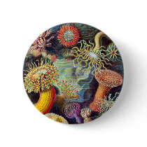 Actiniae illustration painting Germa Ernst Haeckel Pinback Button