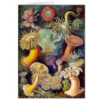 Actiniae illustration painting Germa Ernst Haeckel Greeting Cards