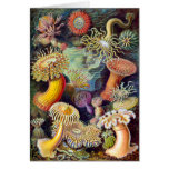 Actiniae illustration painting Germa Ernst Haeckel cards
