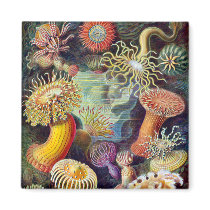 Actiniae illustration painting Germa Ernst Haeckel Fridge Magnet
