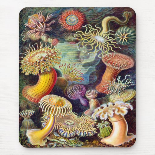 Actiniae illustration painting Germa Ernst Haeckel Mouse Pad