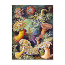 Actiniae illustration painting Germa Ernst Haeckel Post Card
