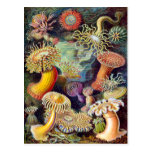 Actiniae illustration painting Germa Ernst Haeckel Post Card