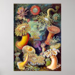 Actiniae illustration painting Germa Ernst Haeckel Posters
