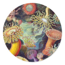 Actiniae illustration painting Germa Ernst Haeckel Round Stickers