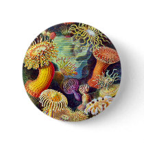 Actiniae (Sea Anemones), Ernst Haeckel buttons