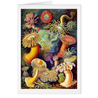 Actiniae (Sea Anemones), Ernst Haeckel Cards by vintagetreasurechest