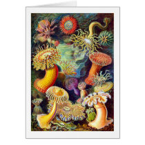 Actiniae (Sea Anemones), Ernst Haeckel cards