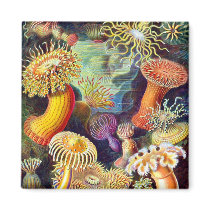 Actiniae (Sea Anemones), Ernst Haeckel magnets