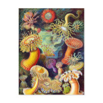 Actiniae (Sea Anemones), Ernst Haeckel postcards