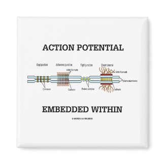 Action Potential Embedded Within (Cell Junctions) magnet