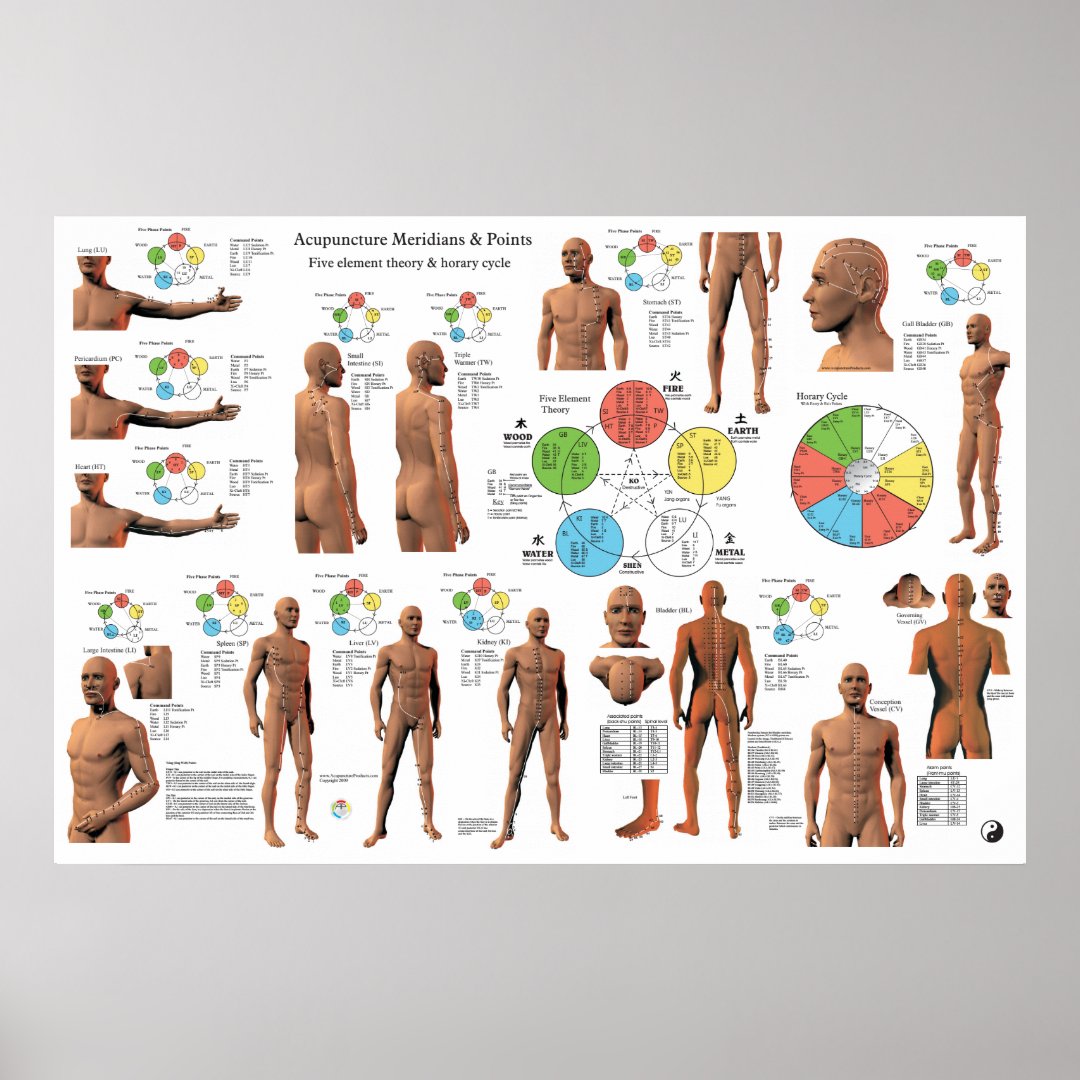 Acupuncture Meridian Points And Pathways Poster Zazzle