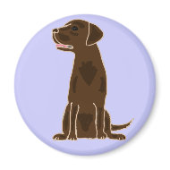AD- Chocolate Labrador Magnet magnet