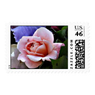 AD- Delicate Rose Postage stamps stamp
