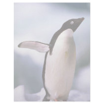 Ad?lie Penguin Letterhead Design