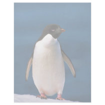 Ad?lie Penguin Letterhead