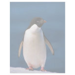 Ad?lie Penguin letterhead